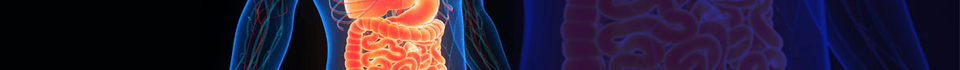 22005652_EndoSketch_banner