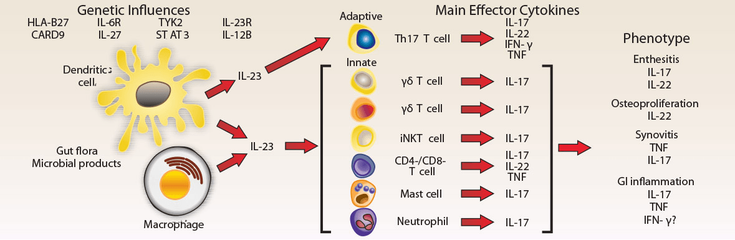 Figure 16-1: Schematic Drawing Depicting Cells, Effector Cytokines, and Possible Contributions to Spondyloarthritis Pathogenesis. Key: CARD9, caspase recruitment domain-containing protein 9; IFNγ, interferon-γ; iNKT, invariant natural killer T; Th, T helper [cell]; TNF, tumor necrosis factor; TYK2, tyrosine kinase 2 [gene]. Source: Smith JA, Colbert RA. Arthritis Rheumatol. 2014;66(2):231-241.