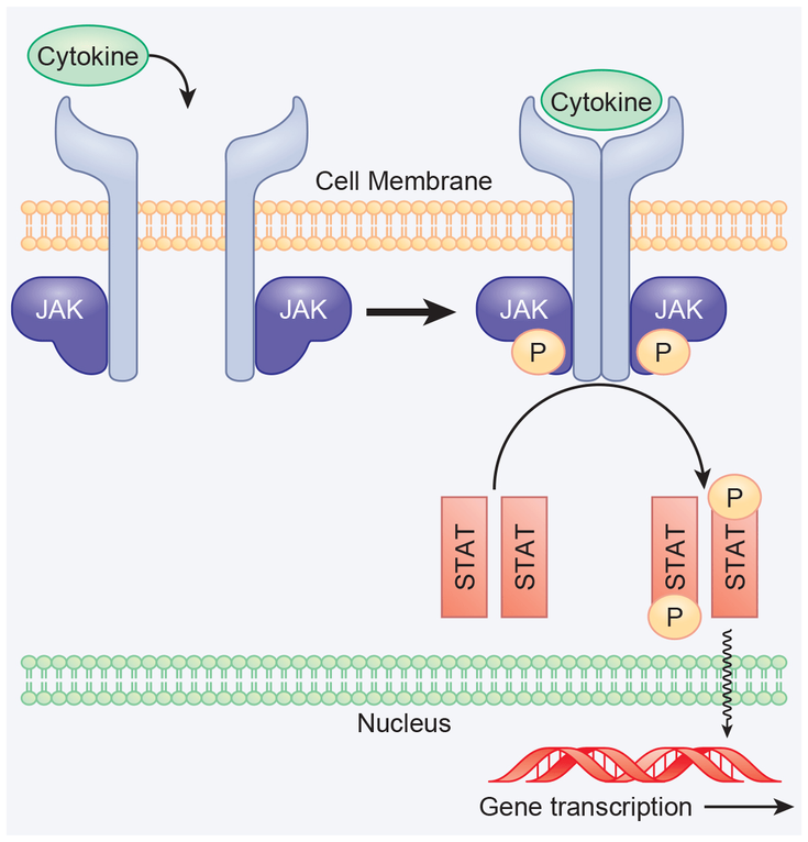 Figure 17-1: Cytokine Binding to the Receptor Leads to JAK Activation and Phosphorylation of the JAKs and Associated Receptors. Key:  Cytokine binding to the receptor leads to JAK activation and phosphorylation of the JAKs and associated receptors. Phosphorylation of the receptors in turn initiates recruitment of the STATs via their SH2 domains and subsequent phosphorylation of STAT proteins. The phosphorylated STAT homodimers or heterodimers then translocate to the nucleus where they bind to specific DNA binding sites regulating gene transcription that leads to changes in cellular function. Source: Clark JD, et al. J Med Chem. 2014;57(12):5023-5038.