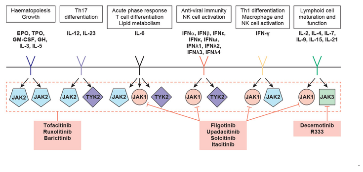 Figure 17-2: Overview of Janus Kinase (JAK) Inhibitors Developed for the Treatment of Immune-Mediated Inflammatory Diseases. Key: EPO, erythropoietin; GH,  growth hormone; IFN, interferon; GM-CSF, granulocyte macrophage colony-stimulating factor; TPO, thrombopoietin; Tyk2, tyrosine kinase 2. JAK2-specific inhibitors have been developed for the treatment of hematological malignancy, although are omitted here for simplicity. Source: Modified from Baker KF, et al. Ann Rheum Dis. 2018;77(2):175-187.