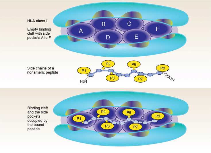 Figure 4-1: Antigen-Binding Cleft of HLA-Class I Molecules and Bound Peptide. The antigen-binding cleft of HLA-Class I molecules, such as HLA-B27 and the bound peptide that is 9 amino acid long with side chains that fit into the side pockets A to F, is shown in a simplified diagram. Source: Khan MA, Ball EJ. <em>Best Pract Res Clin Rheumatol</em> 2002;16:675-690.