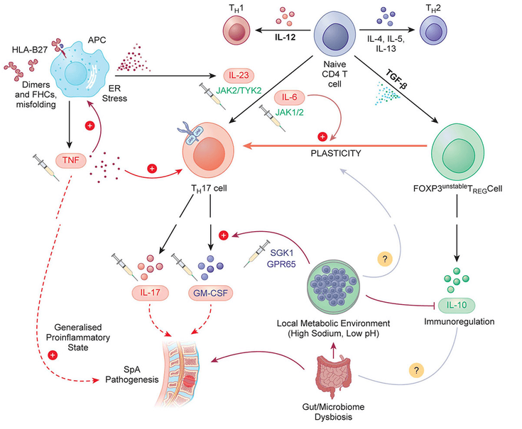 Figure 4-10: Enthesitis and Sequence of Events in AS. The typical sites of inflammation are at the entheses (regions of high biomechanical stress where ligaments and tendons insert into bone) and at the adjacent subchondral bone marrow (osteitis). There is also reactive osteoproliferation that can ultimately progress to ankylosis at the involved sites. It shows speculation about links between the metabolic environment and T-cell plasticity. Existing or potential drug targets are indicated with a syringe symbol next to them. Source: Voruganti A, et al. <em>Immunology</em>. 2020;161(2):94-102.