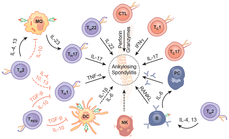 Figure 4-12: Immune Cells Involved in the Initiation, Progression, and Regulation of  Disease Process in AS. Key: B, B cell; CTL, cytotoxic T lymphocyte; DC, dendritic cell; IFNγ, interferon gamma; KIR3DS1, killer cell immunoglobulin like receptor, three Ig domains and short cytoplasmic tail 1; MQ, macrophage; NK, natural killer cell; PC, plasma cell; TC, cytotoxic T cell; TH, T helper cell. Source: Rezaiemanesh A, et al. <em>Biomed Pharmacother</em>. 2018;100:198-204.