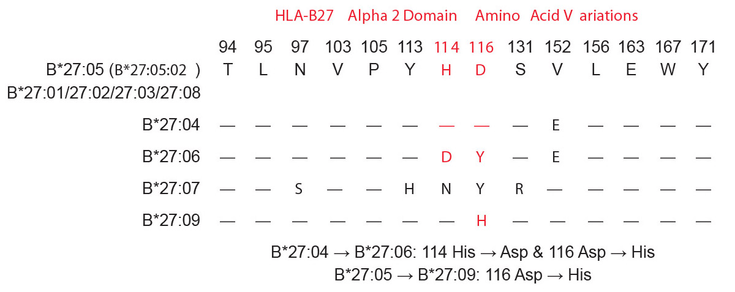 Figure 4-2: Amino Acid Substitutions in the Antigen-Binding Cleft of HLA-B27 Subtypes Lacking. Association With AS Compared With Their Closely Related But Disease-Associated Subtypes. Source:  Khan MA. Curr Rheumatol Rep. 2013;15(10):362.