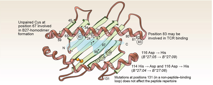 Figure 4-3: Peptide Binding Groove of HLA-B27. Source: Khan MA. Spondyloarthropathies. In: Hunder GG, ed. Atlas of Rheumatology. 4th ed. Philadelphia, PA: Current Medicine; 2005:151-180. 