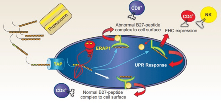 Figure 4-4: Accumulation of Misfolded Proteins in ER Can Cause Intracellular Stress and UPR.  Accumulation of the misfolded proteins in the ER can cause intracellular stress, UPR, and autophagy that lead to proinflammatory events. Moreover, the expressed heavy chain homodimers on the cell surface are amenable to recognition by leukocyte receptors, leading to pathogenic immune responses through immunomodulation of both innate and adaptive responses to putative arthritogenic triggers. Source: Haroon N. <em>Curr Rheumatol Rep</em>. 2012;14:383-389.