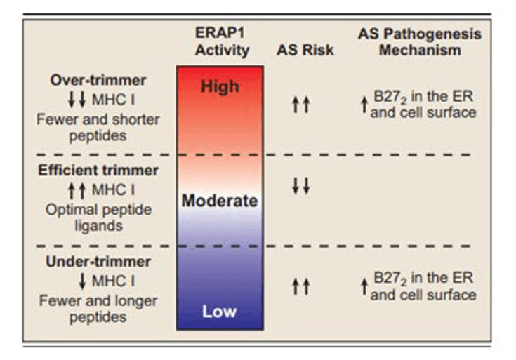 Figure 4-5: Model Representing the Link Between the ERAP1 Trimming Activity and Risk for AS.  HLA-B*27:05 heavy chain homodimers are abbreviated in the figure as B272. Source: Zervoudi E, et al. <em>Proc Natl Acad Sci USA</em>. 2013;110:19890-19895.