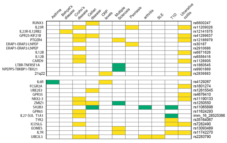 Figure 4-6:  AS Genetic Susceptibility Loci Overlap With Those of Other Autoimmune Diseases That Are Represented as Column Headings.  The first 27 of the AS susceptibility loci are represented as listing the rows on the left side and the single nucleotide polymorphisms (SNPs) are shown on the right side. Shared susceptibility loci are colored yellow if effect size is concordant and green if effect size is discordant. Source: Cortes A, et al. Nat Genet. 2013;45(7):730-738.