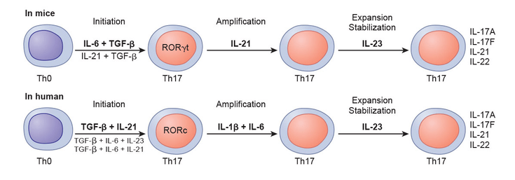 Figure 4-7: Different Stages of Th17 Cell Differentiation and Their Modulation by Several Cytokines in Murine and Human Cells.  In humans, TGF­β + IL­21 are the key cytokines for the initiation of Th17 cell differentiation. TGF­β + IL-6 + IL-21 or TGF­β + IL-6 + IL-23 are the alternative cytokine combinations that can induce the expression of human Th17 lineage specific transcription factor ROR-c. IL-6 and IL-1β are involved in the enhancement and IL-23 in expansion and stabilization of the Th17 cells. Source: Noack M, et al. <em>Autoimmun Rev</em>. 2014;13(6):668-677.