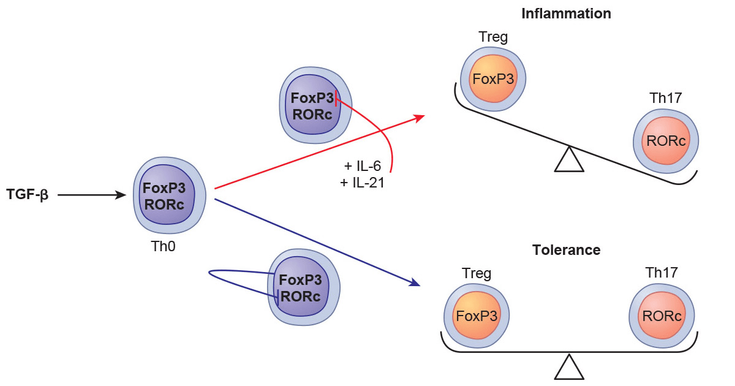 Figure 4-8: Balance Between Th17 and Treg Cells. TGF-β is able to induce expression of FoxP3 and RORc. In presence of pro-inflammatory cytokines, such as IL-6 or IL-21, FoxP3 expression is reduced and RORc expression is up-regulated. In absence of inflammation, TGF-β promotes Treg differentiation; this is due to a FoxP3-mediated inhibition of RORc. Source: Noack M, et al. <em>Autoimmun Rev</em>. 2014;13(6):668-677.