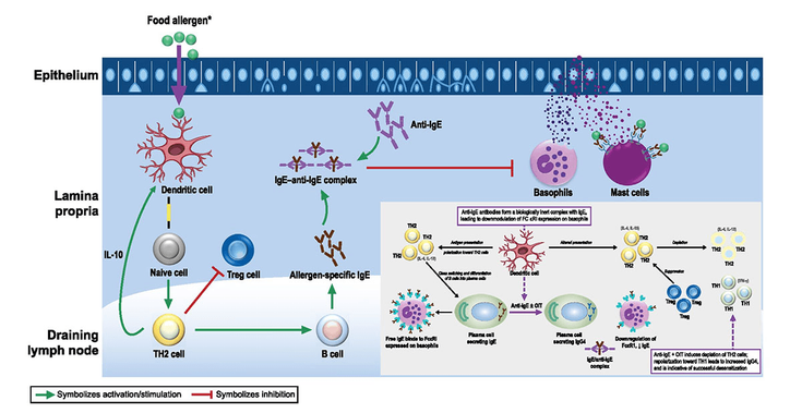 Figure 3-1: Omalizumab Mechanism of Action as an Adjunct to OIT. IFN-γ, Interferon gamma; IL, interleukin; TH1, T-helper 1 cell; TH2, T-helper 2 cell; FCεRI, mast cell and basophil receptors.  Omalizumab leads to the creation of IgE-anti-IgE antibody complexes, decrease in mast cell and basophil receptor expression and changes in antigen presentation, ultimately reducing TH2 cell levels. OIT encourages Treg suppression of immune reactions and shifts towards TH1.  Source: Adapted from: Zuberbier T, et al. J Allergy Clin Immunol: In Practice. 2023;11(4):1134-1146.