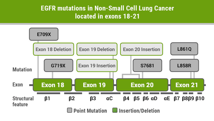 Figure 1-29:  <em>EGFR</em> Mutations in Non-Small Cell Lung Cancer located in exons 18-21. Source: Adapted from: Harrison PT, et al. <em>Semin Cancer Biol</em>. 2020;doi:10.1016/j.semcancer.2019.09.015.