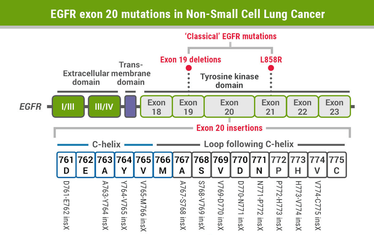 Figure 1-31:  <em>EGFR </em>exon 20 mutations in Non-Small Cell Lung Cancer. Source: Adapted from: Vyse S, et al. <em>Sig Transduct Target Ther.</em> 2019;doi:10.1038/s41392-019-0038-9.