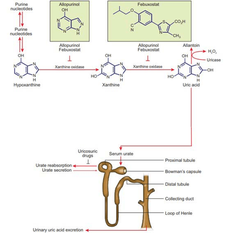 Figure 1-2: Final Pathways of Uric Acid Metabolism and Renal Elimination and Primary Therapeutic Sites of Action of Allopurinol, Febuxostat, Uricases (e.g., Pegloticase) and Uricosurics.  As depicted in this schematic, xanthine oxidase generates uric acid as the end product of purine metabolism. Allopurinol (pictured) and its major active metabolite oxypurinol (which has a much longer half-life than allopurinol and is primarily eliminated by renal excretion) inhibit xanthine oxidase, and also suppress uric acid generation upstream by additional mechanisms. Febuxostat (pictured), is a selective xanthine oxidase inhibitor and, in further distinction to allopurinol and oxypurinol, does not have a purine-like backbone. Uricase (pictured) oxidizes sparingly soluble uric acid to generate oxidative intermediates that in humans are converted nonenzymatically to highly soluble allantoin. Uricase expression was lost in apes (including humans) during evolution, promoting baseline serum urate levels several higher than in other mammals. Importantly, a PEGylated uricase (pegloticase) is FDA approved for use in gout. Almost all circulating urate is filtered by the glomeruli, with only a small fraction (~10%) normally excreted in the urine as uric acid. The proximal tubule serves as the major locus for both urate reabsorption and secretion, and uricosurics (e.g., probenecid, benzbromarone [outside the United States]) primarily act by suppressing urate anion reabsorption by the proximal tubule epithelial cell. Source: Terkeltaub R. Nat Rev Rheumatol. 2010;6(1):30-38.