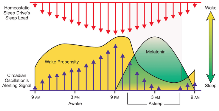 Figure 4-6: Interactions Between Circadian Rhythms and Sleep. Source:  Richardson GS. J Clin Psychiatry. 2005;66(suppl 9):3-9; quiz 42-43