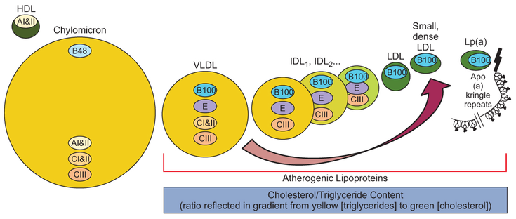 Figure 2-5: Lipoprotein Relative Size, Triglyceride, and Cholesterol Composition, Major Apolipoproteins, and Atherogenicity. 