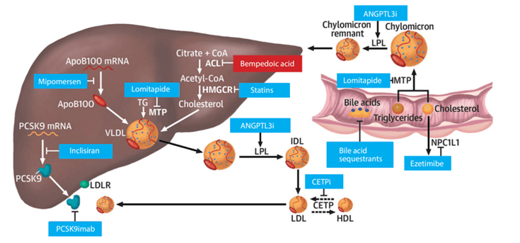 Figure 24-1: Lipid-Lowering Mechanism of Action of Bempedoic Acid and Other LDL-C–Lowering Therapies. Source: Adapted from Nurmohamed NS, et al. J Am Coll Cardiol. 2021;77(12):1564-1575.