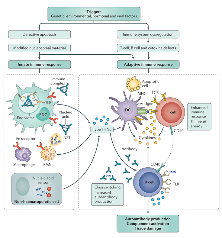 Figure 4-1: Overview of Immune System Dysfunction in SLE. Key: DC, dendritic cell; IFNs, interferons; MHC, major histocompatibility complex; NET, neutrophil extracellular trap; PCD, plasmacytoid dendritic cell; PMN, polymorphonuclear leukocyte; TCR, T cell receptor; TLR, Tol-like receptor. Source:  Adapted from: Kaul A, et al. <em>Nat Rev Dis Primers</em>. 2016;2:16039.