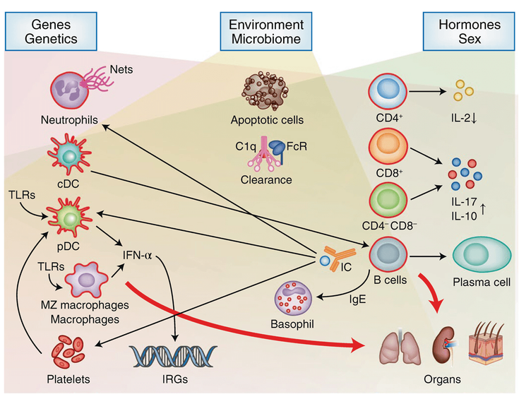 Figure 4-2: A Model of the SLE Pathogenic Landscape. Key: cDC, classical dendritic cell; IFN, interferon; IL, interleukin; IRGs, interferon-regulated genes; MHC, major histocompatibility complex; MZ, marginal zone; Nets, neutrophil extracellular traps; pCD, plasmacytoid dendritic cell; TLR, Tol-like receptor. Source: Adapted from: Tsokos GC. <em>Nat Immunol</em>. 2020;21(6):605-614.