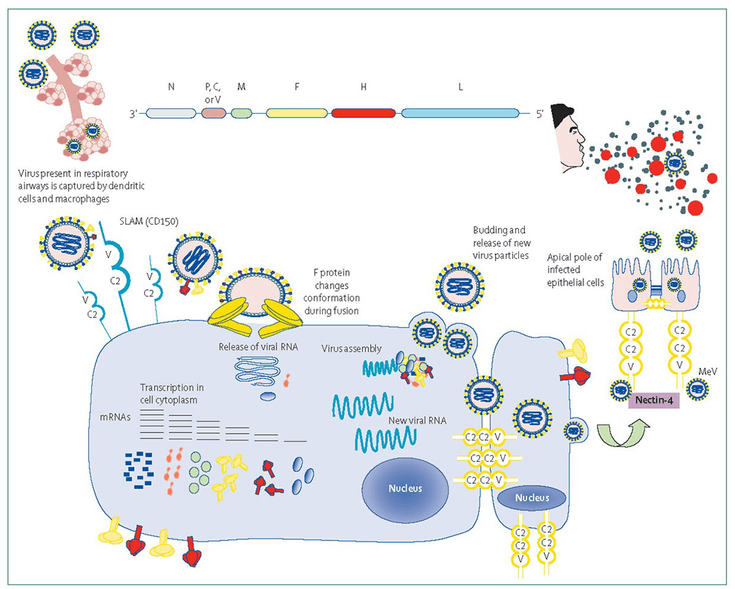 Figure 1-1: Measles Virus Infection and Replication. Source: Adapted from: Hübschen JM, Gouandjika-Vasilache I, Dina J. Measles. <em>Lancet</em>. 2022;399(10325):678-690.