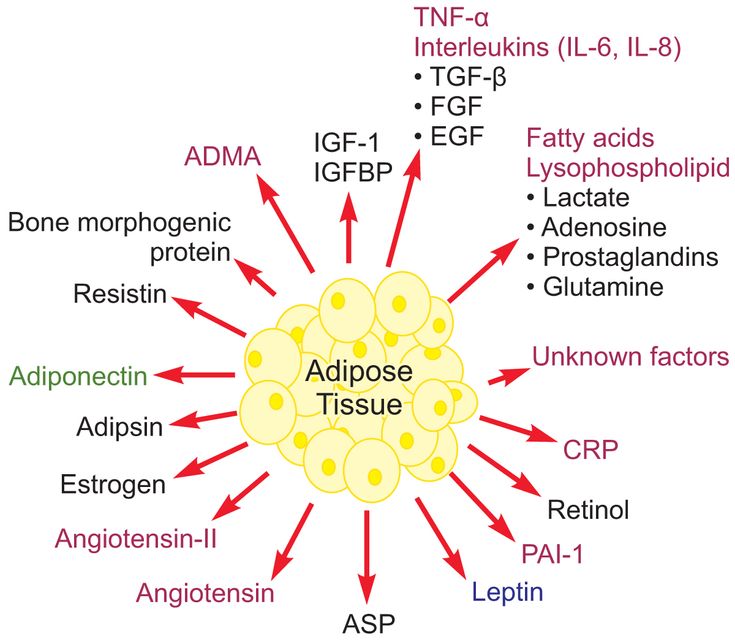 Figure 3-2: Factors Secreted by Adipose Tissue