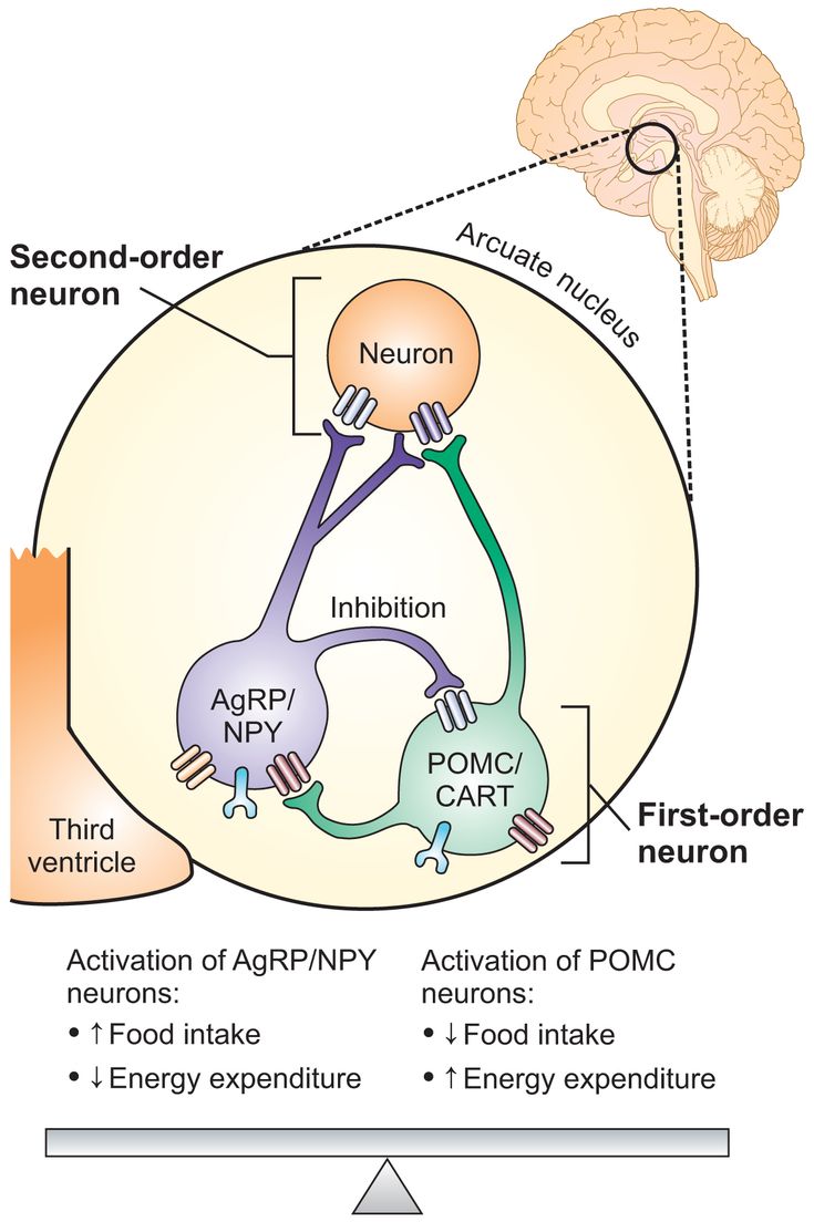 Figure 2-1: Two Major Opposing Pathways Affect Food Intake and Energy Expenditure in the Arcuate Nucleus of the Hypothalamus. Key: AgRP, agouti-related protein; CART, cocaine and amphetamine-regulated transcript; NPY, neuropeptide Y; POMC, propiomelanocortin.  Source: Modified from Vetter ML, et al. Nat Rev Endocrinol. 2010; 6:578-588; and Saper CB, et al. Nature. 2005;437(7063):1257-1263.