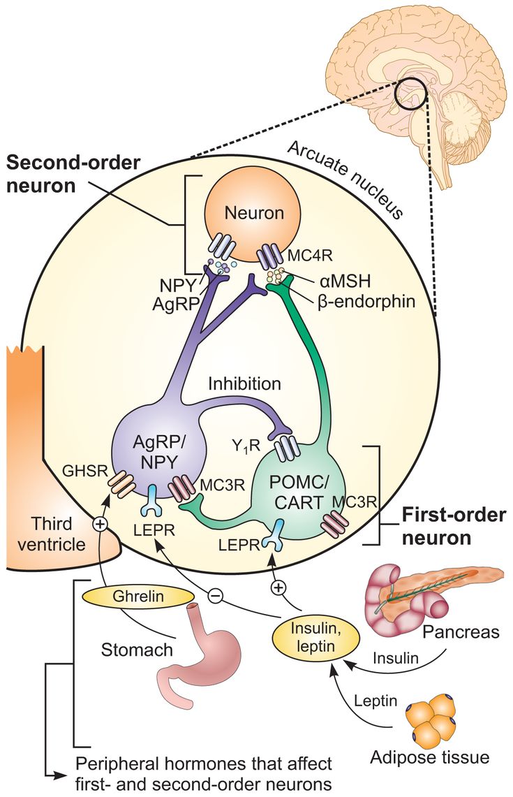 Figure 2-2: Peptide Modulators of Food Intake and Energy Expenditure. Key: AgRP, agouti-related peptide; CART, cocaine and amphetamine-regulated transcript; GHSR, growth hormone secretagogue receptor; LEPR, leptin receptor; MC3R, melanocortin receptor 3; NPY, neuropeptide Y; POMC, pro-opiomelanocortin; Y1R, neuropeptide Y1 receptor.  Source: Modified from Vetter ML, et al. <em>Nat Rev Endocrinol</em>. 2010; 6:578-588; and Saper CB, et al. <em>Nature</em>. 2005;437(7063):1257-1263.