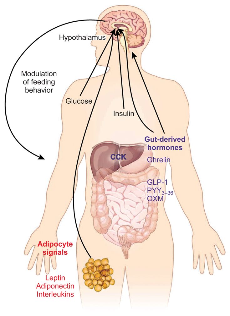 Figure 2-3: Key: GLP-1, glucagon-like peptide 1; PYY3–36, peptide YY residues 3–36; OXM, oxyntomodulin; CCK, cholecystokinin. The brain is responsive to signals from adipose, gut and pancreatic hormones, brain-derived energy balance–associated neurotransmitters and neuropeptides, and dietary nutrients. Gut- and adipocyte-derived hormones, reflecting short- and long-term nutritional status, respectively, circulate in the periphery and signal to specific receptors in the brain. Source: Yeo GS, Heisler LK. Nat Neurosci. 2012;15(10):1343-1349