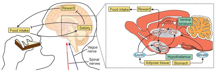 Figure 2-4: CNS Regulates Food Intake, Energy Expenditure, and Reward in Response to Satiety Signals. The CNS integrates input from long-term energy stores and short-term meal-related signals (reward system) to regulate food intake and energy expenditure in a manner that maintains homeostasis over time. In response to energy deprivation, the rewarding properties of food are increased (via projection of dopaminergic neurons in the VTA to the NAc), and the response to satiety signals are reduced, resulting in increased food consumption. Conversely, positive energy balance induced by overfeeding inhibits the reward response and enhances satiety. However, neurocircuits exist that can override the homeostatic control of energy balance. For example, the increased desire to consume foods that are highly palatable can trigger eating at times when food would not otherwise be consumed.  Source: Morton GJ, et al. <em>Nat Rev Neurosci</em>. 2014;15(6):367-378; and Saper CB, et al. <em>Nature</em>. 2005;437(7063):1257-1263.