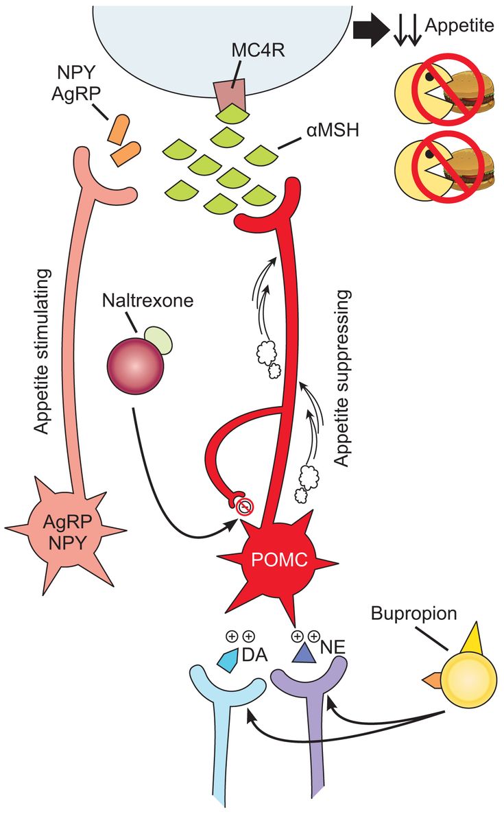 Figure 2-5: Naltrexone Potentiates the Actions of Bupropion. <em>Key</em>: AgRP, agouti-related protein; αMSH, α-melanocyte–stimulating hormone; DA, dopamine; MC4R, melanocortin 4 receptor; NE, norepinephrine; NPY, neuropeptide Y; POMC, proopiomelanocortin. Source: Stahl SM. In: <em>Stahl’s Essential Psychopharmacology</em>. 4th ed. New York, NY: Cambridge University Press; 2013:537-575.