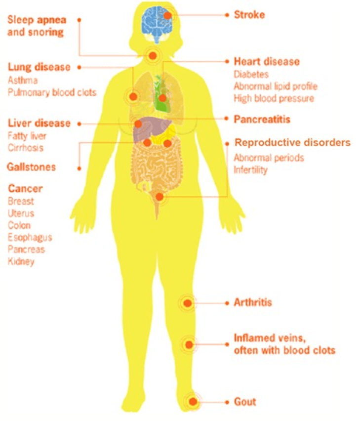 <strong>Figure 11-1:</strong> Medical Complications of Obesity in Women. Source: <em>Adapted from Maxwell CV, et al. Int J Gynaecol Obstet. 2023;160 (suppl 1):35-49. </em>