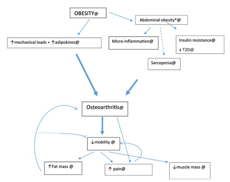 Figure 11-6: Cycle of Obesity, Osteoarthritis and Reduced Mobility in Individuals with Obesity.  Key: *abdominal obesity is defined clinically as waist circumference > 88 cm for women and > 102 cm for men. @: improved with physical activity.<em> </em>Source: <em>Adapted from Duclos M. Ann Phys Rehabil Med. 2016;59(3):157-160. </em>