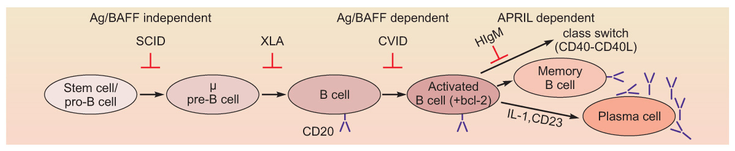 Figure 15-1: Development of B Cells/Role in Autoimmune Diseases. Key: Ag, antigen; APRIL, A Proliferation-Inducing Ligand; BAFF, B cell-activating factor of the TNF family; CVID, common variable immunodeficiency; HIgM, human immunoglobin M; IL-1, interleukin 1; SCID, severe combined immunodeficiency [syndrome]; TNF, tumor necrosis factor; XLA, X-linked agammaglobulinemia. B Cells in Autoimmune Diseases: Autoantibody production, Costimulation/Ag presentation, Immunomodulation/cytokine secretion, Efficacy/safety of sequential/combo therapy with other agents (T cell, cytokine, etc.). B Cell Targeted Therapy: Considerations, Optimal treatment paradigm, Immune function (lg levels, vaccinations, etc.), Patient stratification (e.g., FcγRIIIA types)