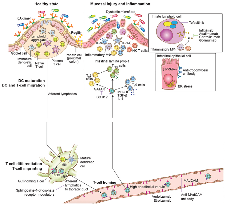 Figure 2-1: Intestinal Immune State in Patients With and Without UC. Key: DC, dendritic cell; ER, endoplasmic reticulum; IFN, interferon; IgA, immunoglobulin A; IL, interleukin; MAdCAM, mucosal addressin cell associated molecule; MФ, macrophage; MHC, major histocompatibility complex; MLN, mesenteric lymph node; NK T cell, natural killer T cell; TGF, transforming growth factor; Th, T-helper cell; TREG, regulatory T cell. Source: Ungaro R, et al. Lancet. 2017;389(10080):1756-1770.