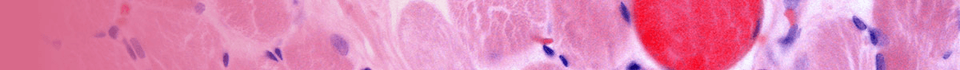 23007243_MDA_collection_banner