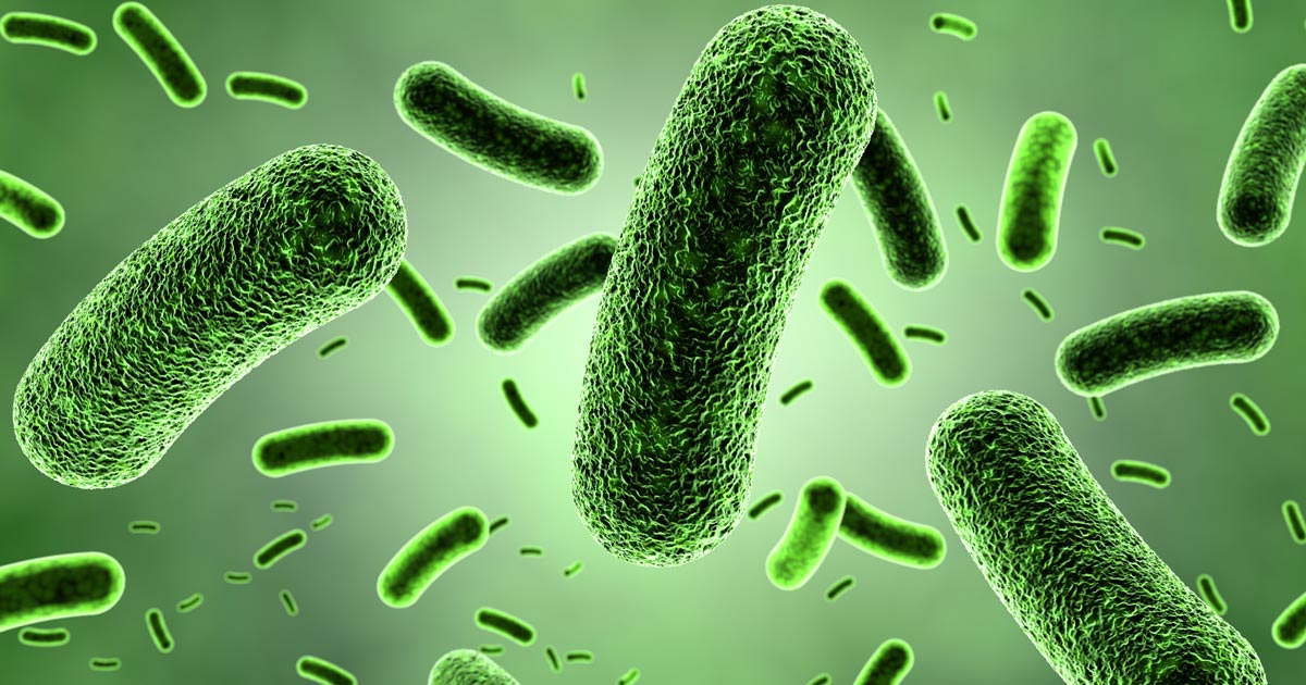 Image of bacteria