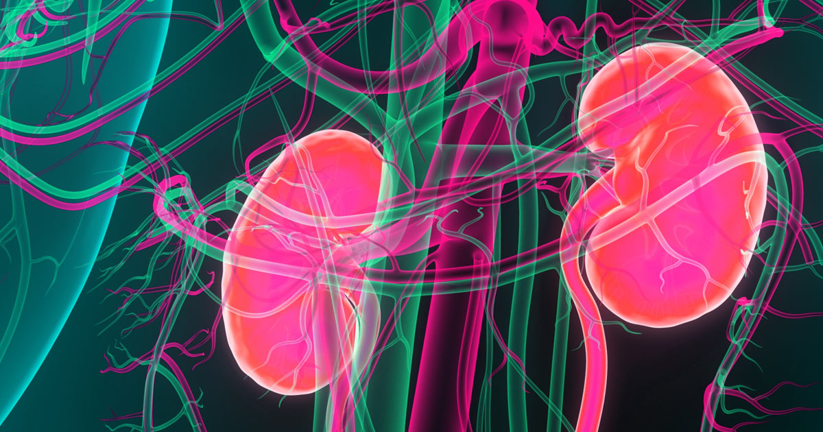 Illustrated image of kidneys