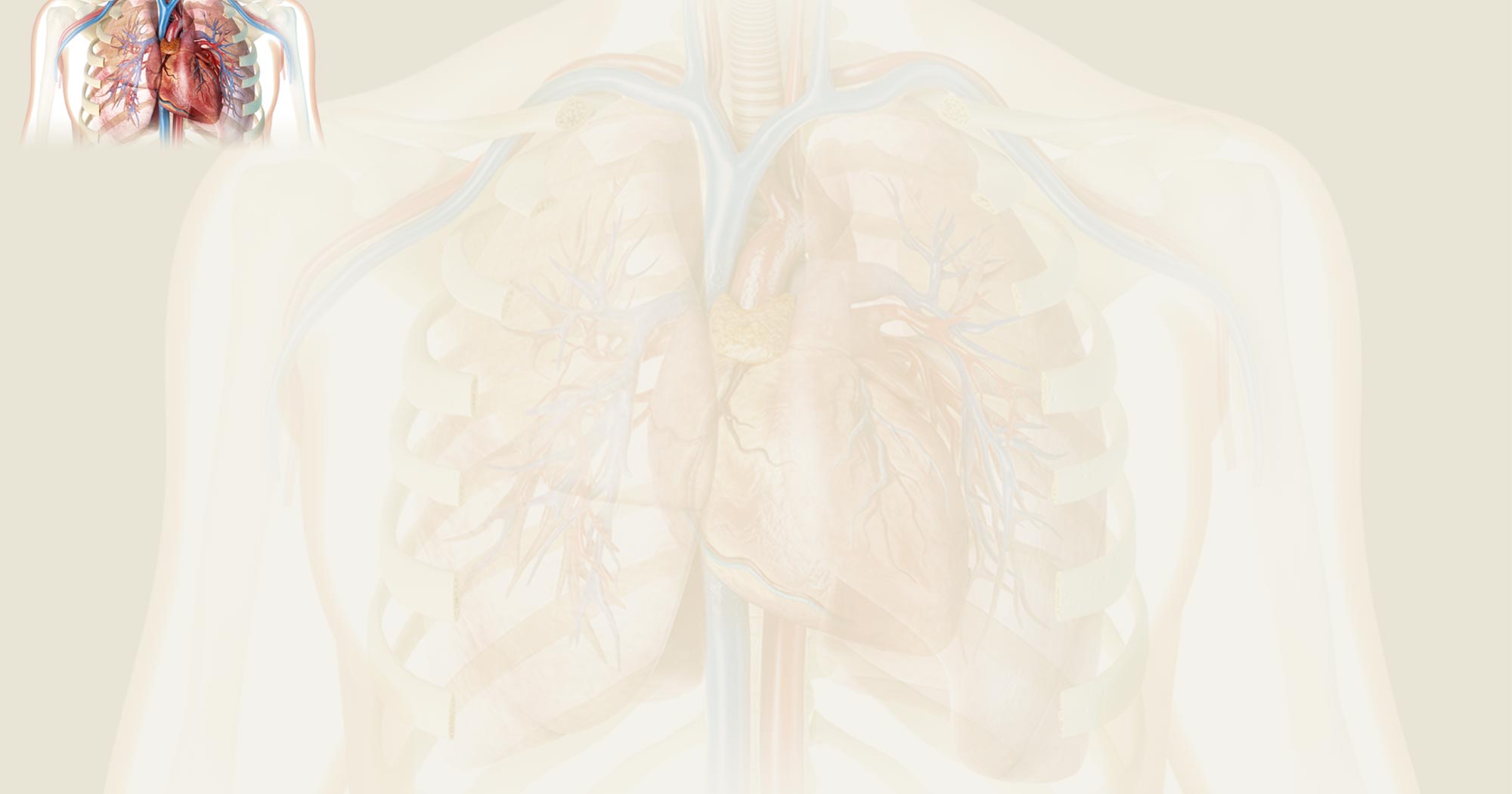 Image of heart and lungs