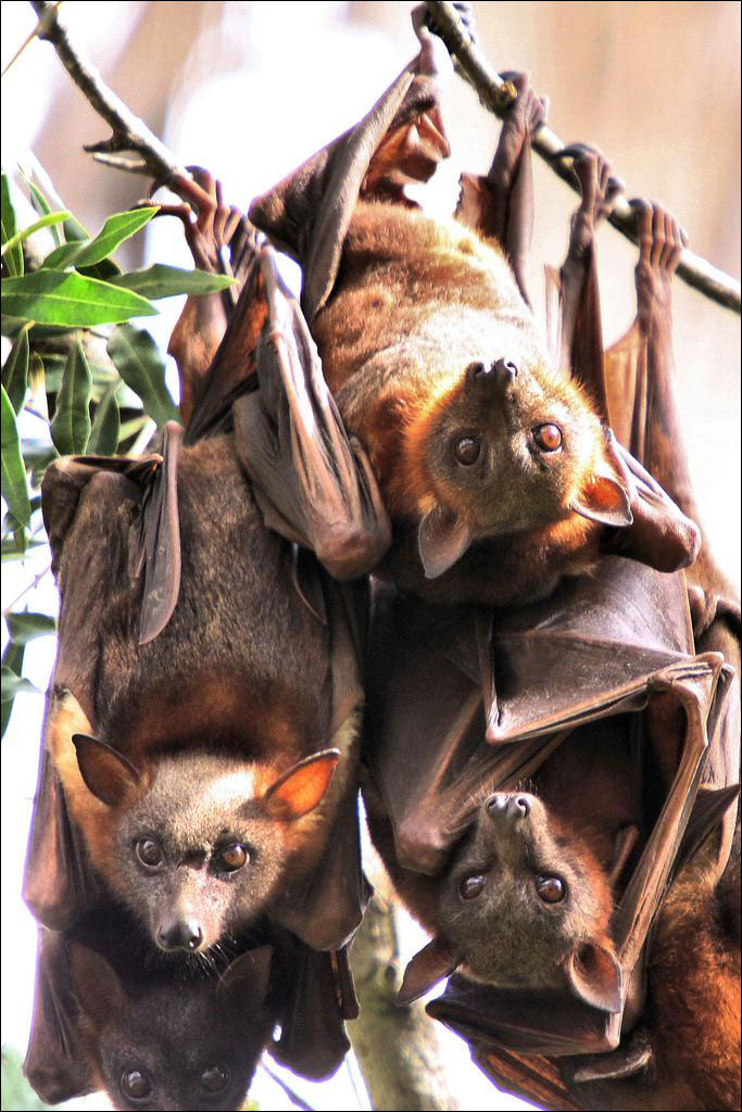 species of megabat