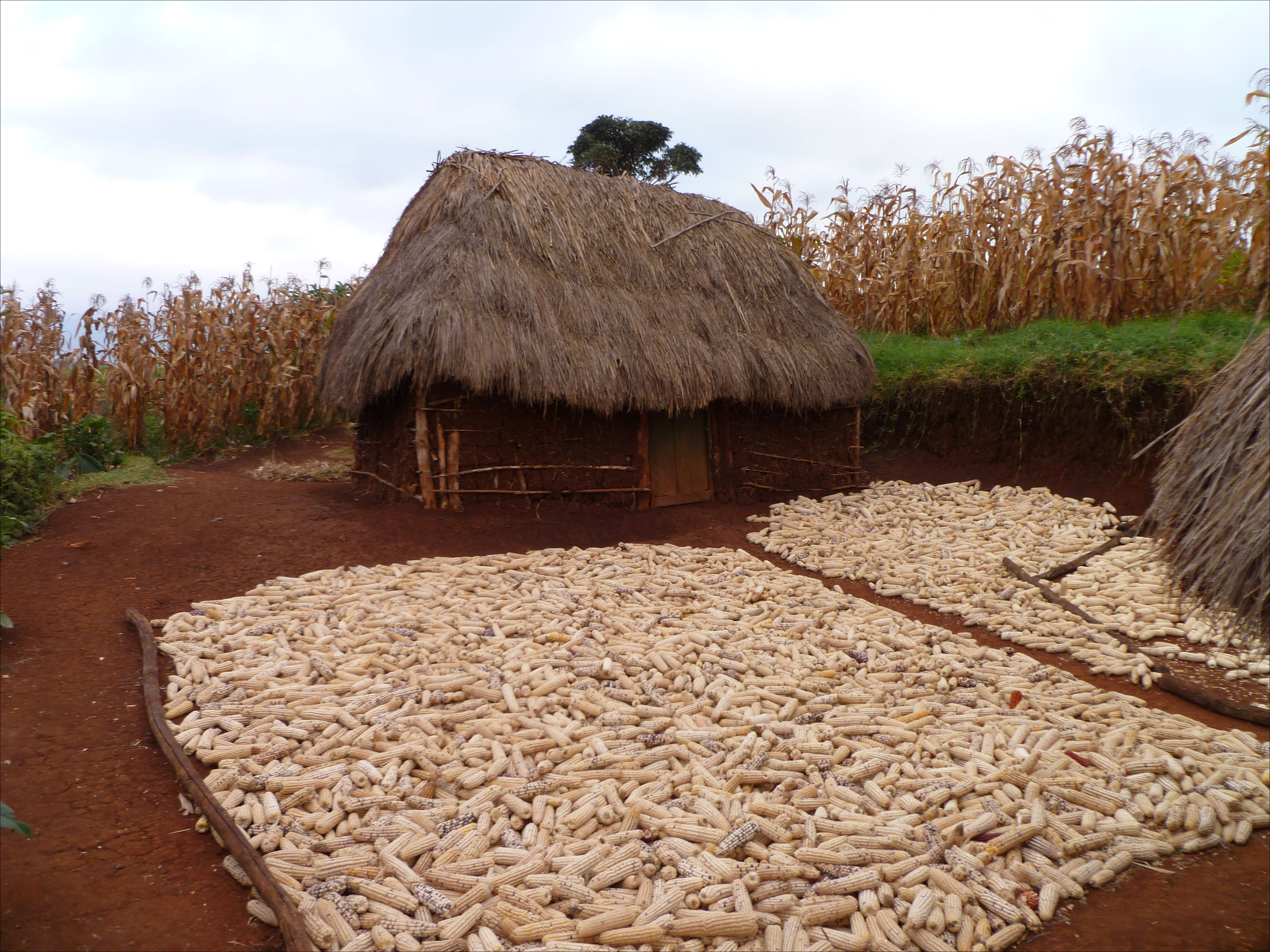 Maize stockpile in Tanzania