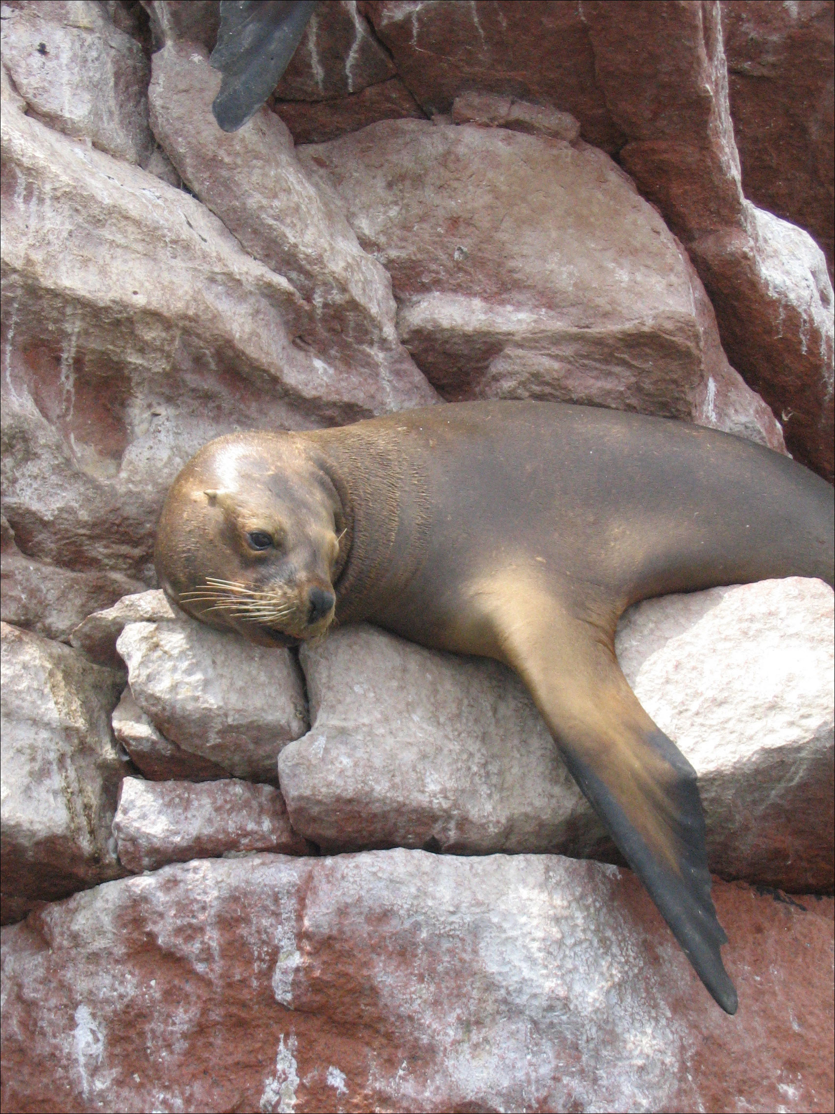 Seal laying on rocks