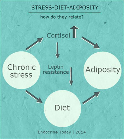 Stress Diet Adiposity infograph from Endocrine Today