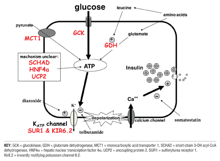 Figure 1. Pathways of Insulin Secretion and Genetic Defects Causing Congenital Hyperinsulinism