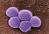 A grouping of methicillin resistant Staphylococcus aureus (MRSA) bacteria