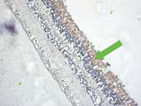 PDE6 expression in retinal photoreceptors