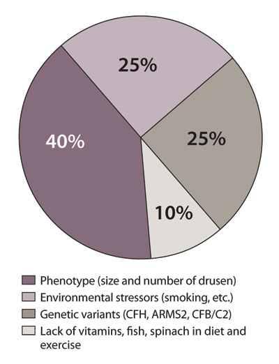 What factors are most important in AMD risk assessment?