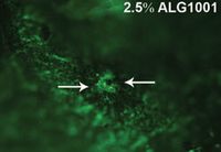 Study performed by Peter Campochiaro, MD, at Wilmer Eye Institute at Johns Hopkins University in a well-established laser-induced mouse model for choroidal neovascularization 