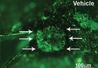 Study performed by Peter Campochiaro, MD, at Wilmer Eye Institute at Johns Hopkins University in a well-established laser-induced mouse model for choroidal neovascularization