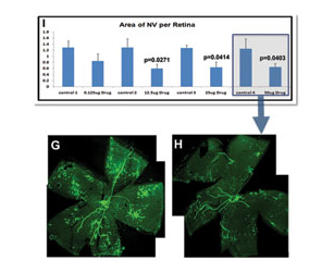 Study performed by Peter Campochiaro, MD, at Wilmer Eye Institute at Johns Hopkins University in an ischemic retinopathy treated mouse model for pre-retinal neovascularization