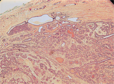 Figure 6. Histopathological examination